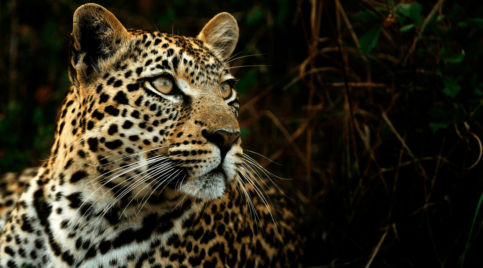 Should Brands Pay a Conservation Royalty for Cat Prints?