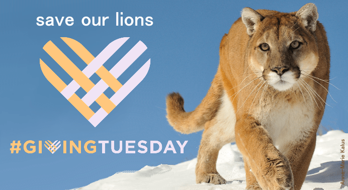 Mountain Lion Foundation