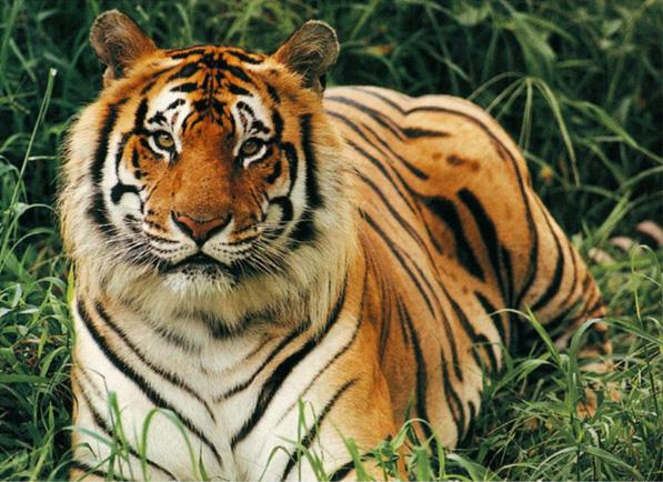 Protecting Tigers in Thailand |Global Tiger Day