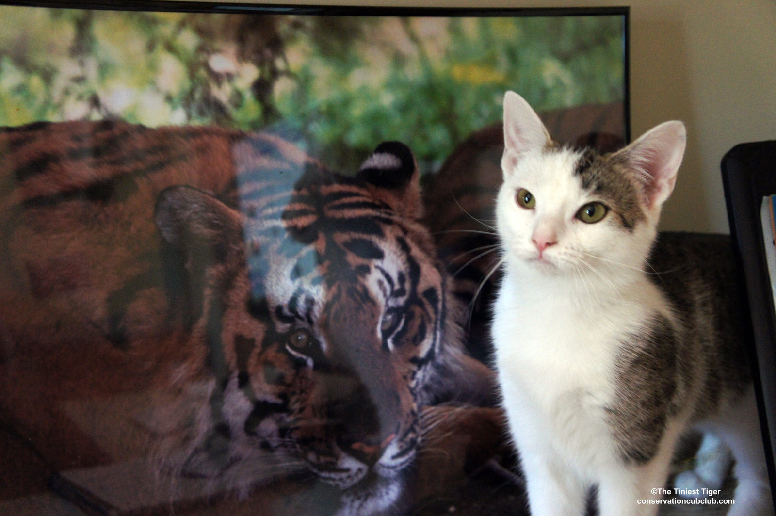 Tiger and Annie