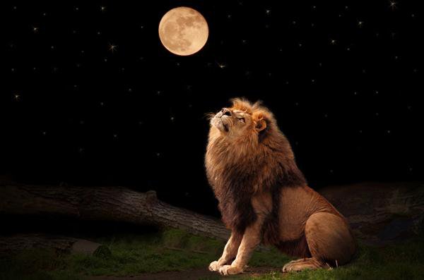@kjorgen Deposit photos    Lion looking at moon