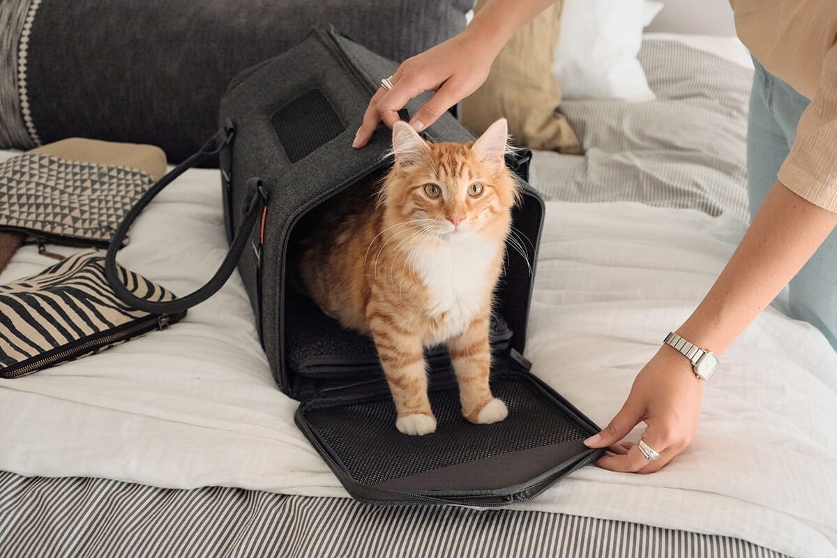 Black tuft paw cat carrier with orange cat peeking out the zipper opening