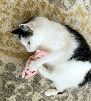 Cat Toy- Eddie playing with jingle rabbit