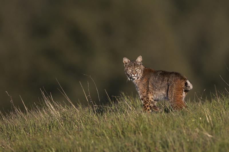 Bobcat Conservation