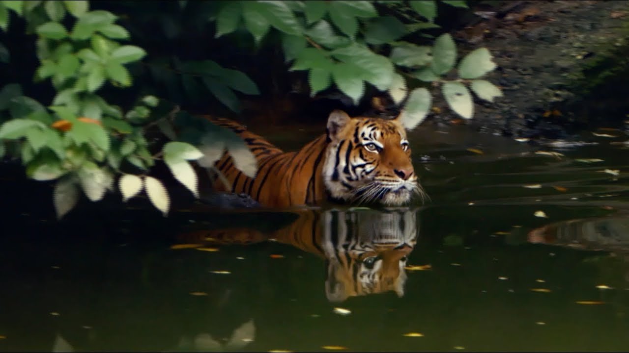 One Lonely Tiger | Global Tiger Day