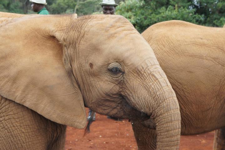 Edwin and the Elephants| World Elephant Day
