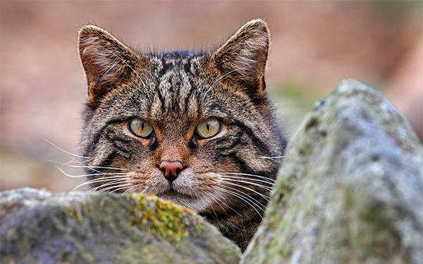 New Hope for World's Rarest Cat | The Scottish Wildcat