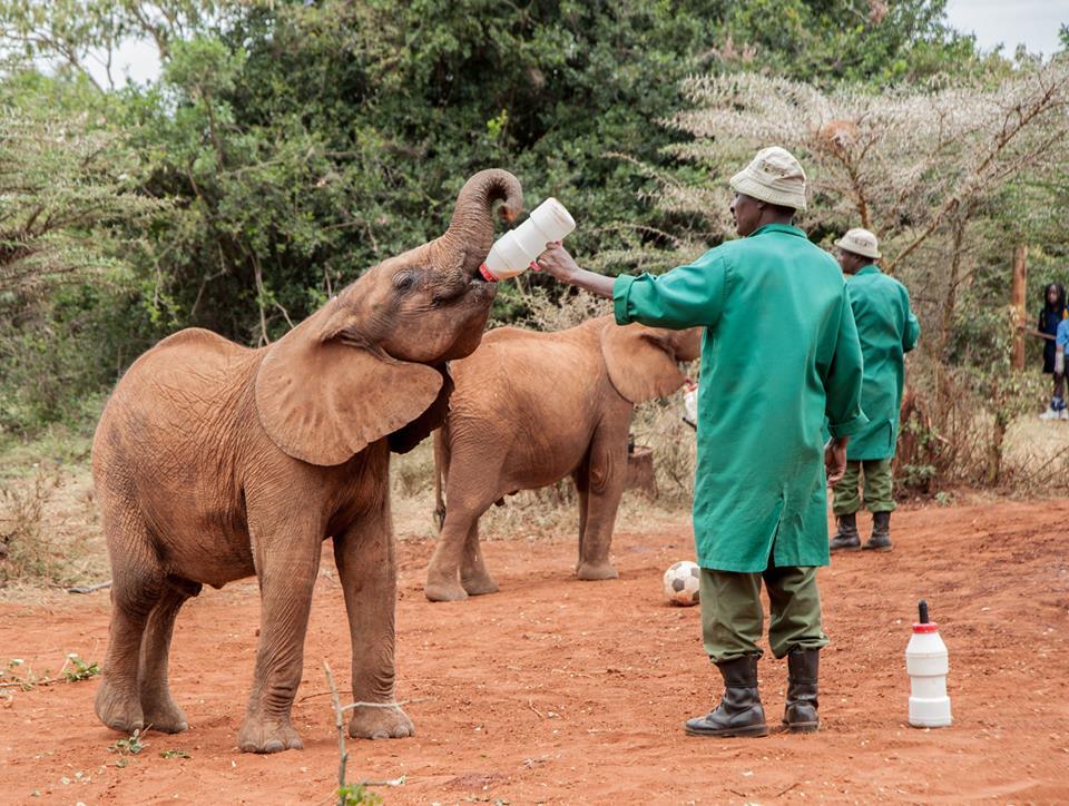 Elephant babies at Nairobi Nursery