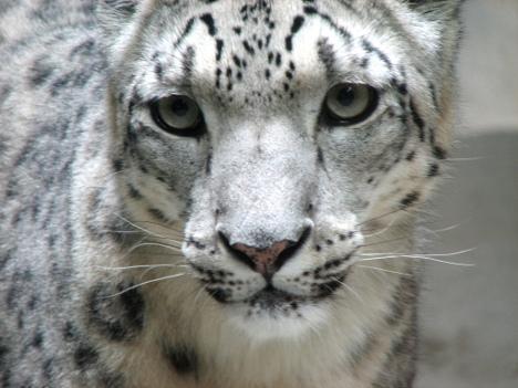Snow Leopard Research Camera Adoption