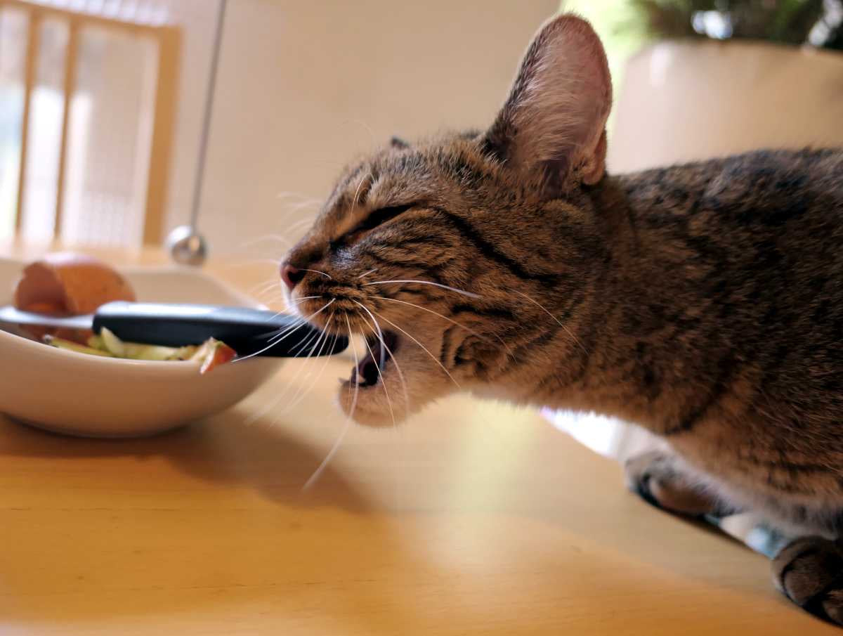 Cat Bowls, Litter Boxes & Carriers