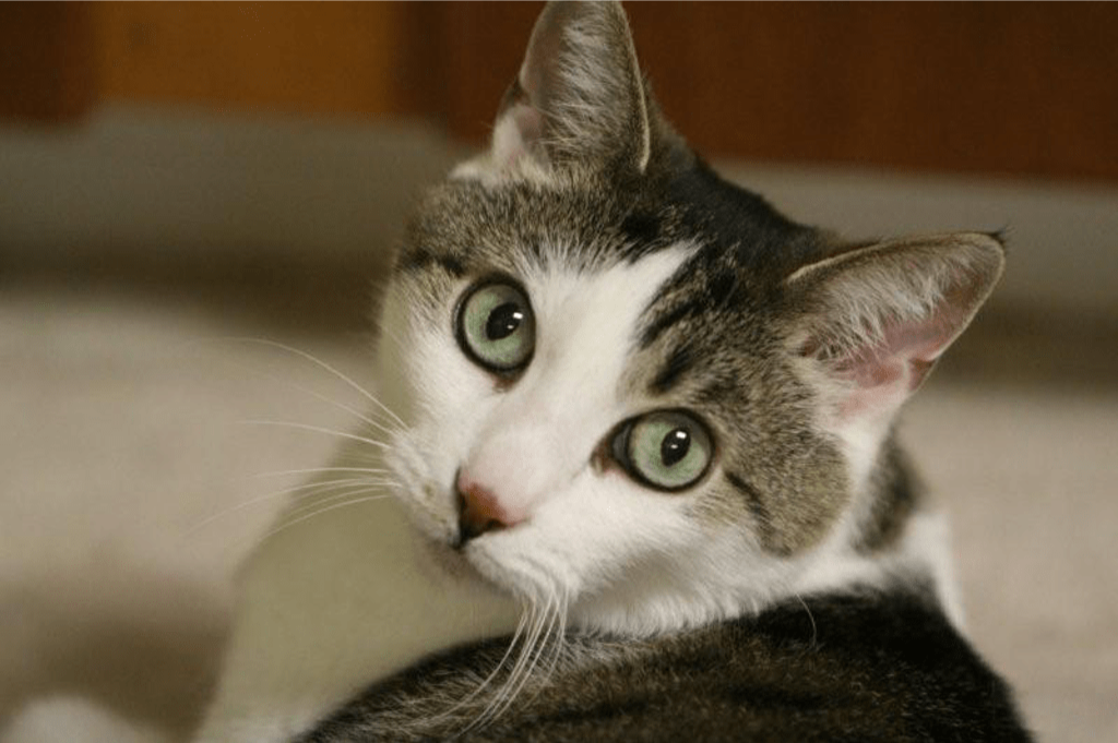 Gracey was the inspiration for The Tiniest Tiger. Triple T Studios began as a conservation project intended to benefit big cats.