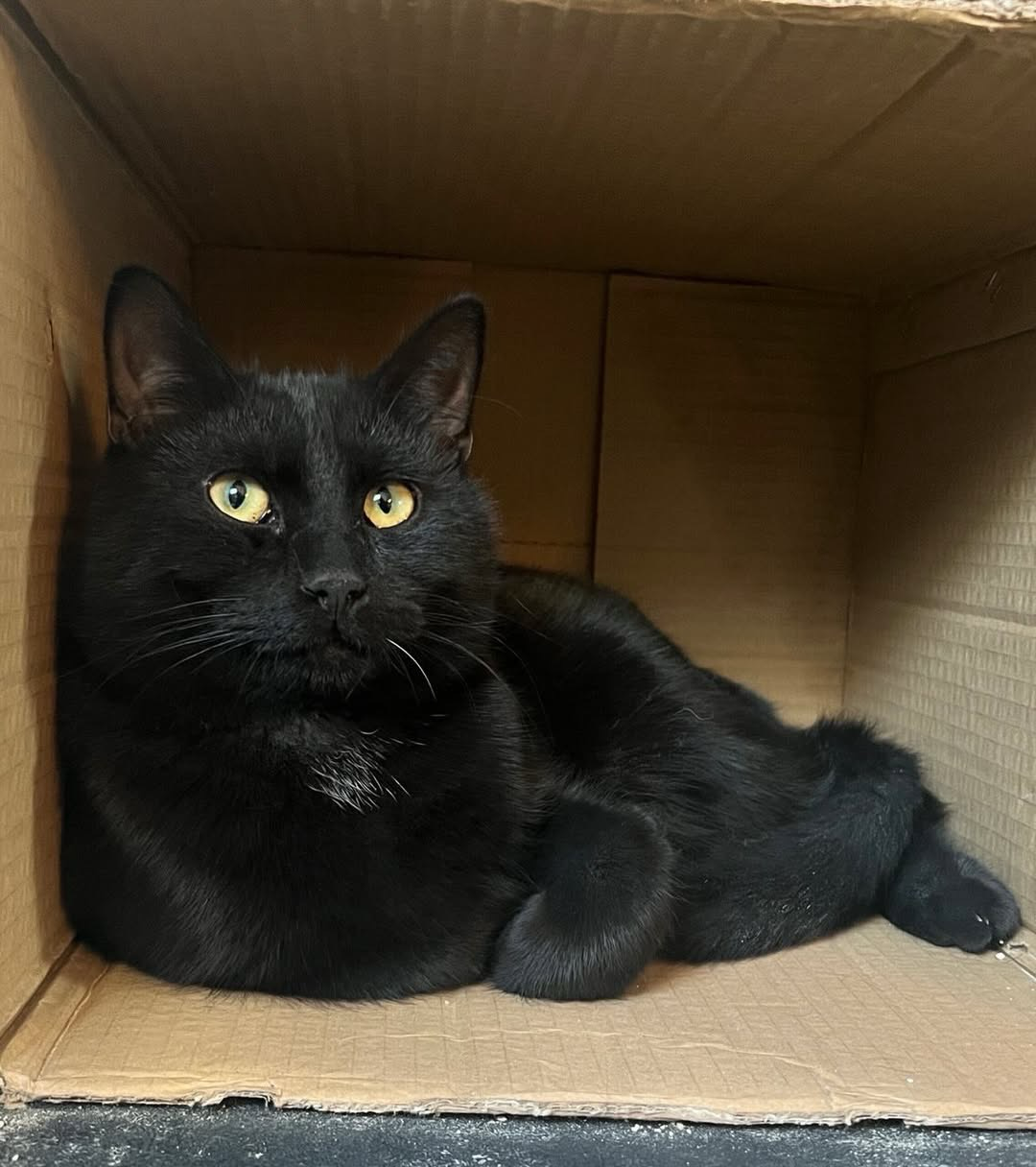 Black cat with yellow eyes sitting inside a cardboard box