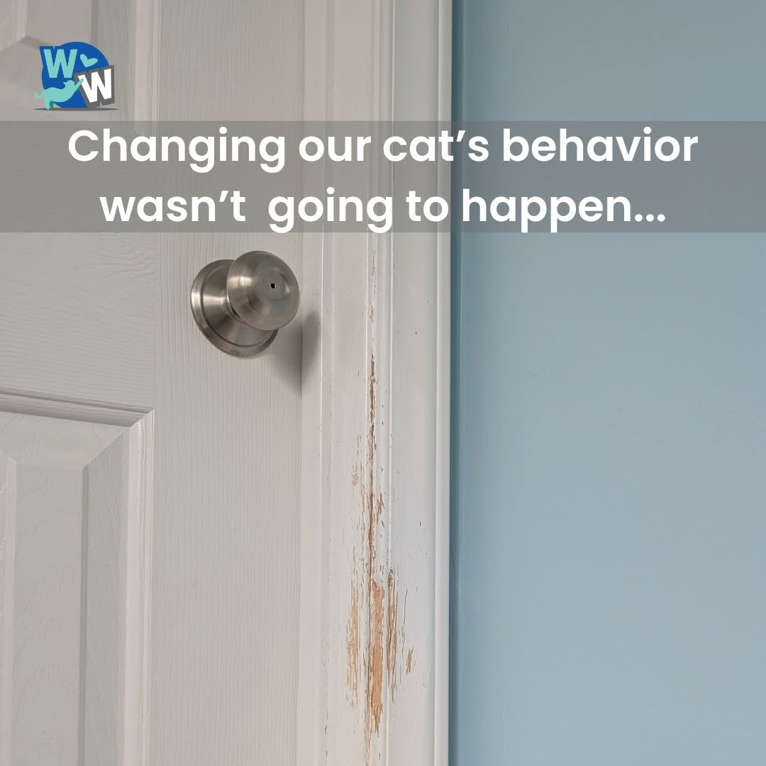 A close-up of a white paneled door with a silver doorknob and visible cat scratch marks along the door frame, next to a light blue wall. A text overlay reads, 'Changing our cat’s behavior wasn’t going to happen.