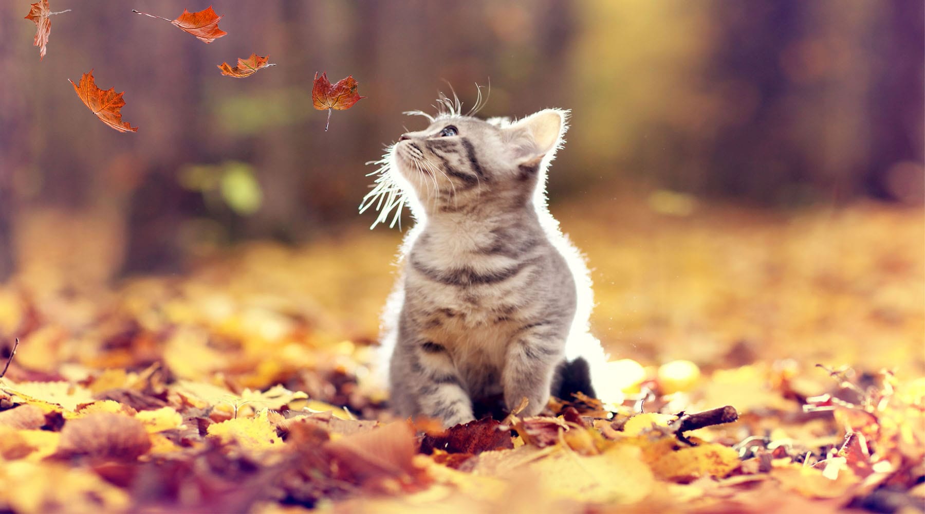 Kitten Looking at Fall Leaves