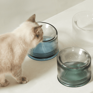 2-in-1 Elevated Glass Cat Bowl