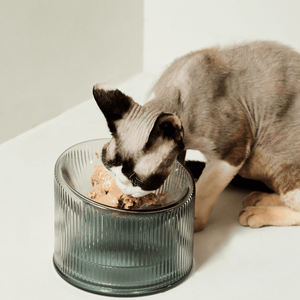 2-in-1 Elevated Glass Cat Bowl