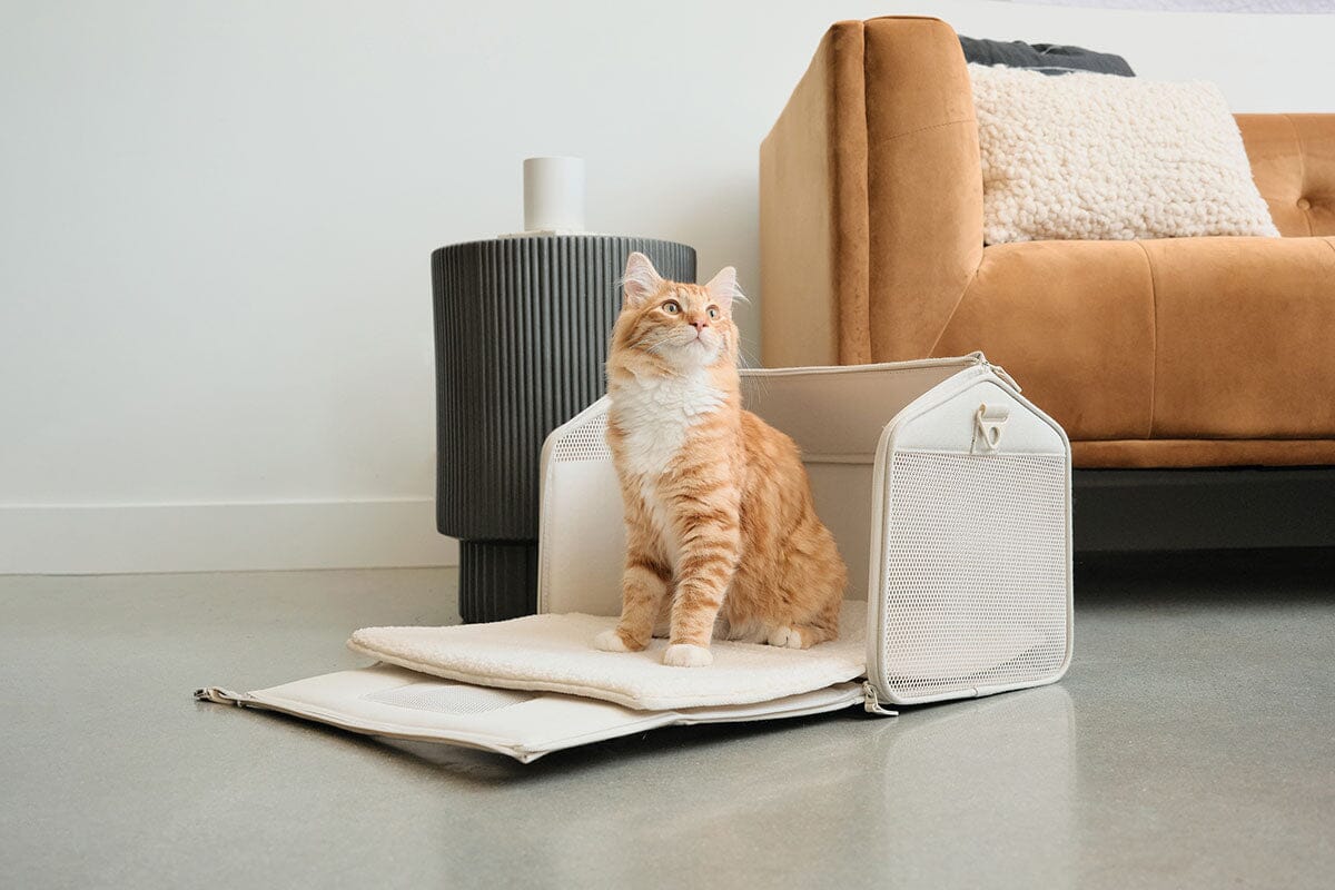 Tuft paw cat carrier sitting on living room floor. Orange cat sits in the carrier