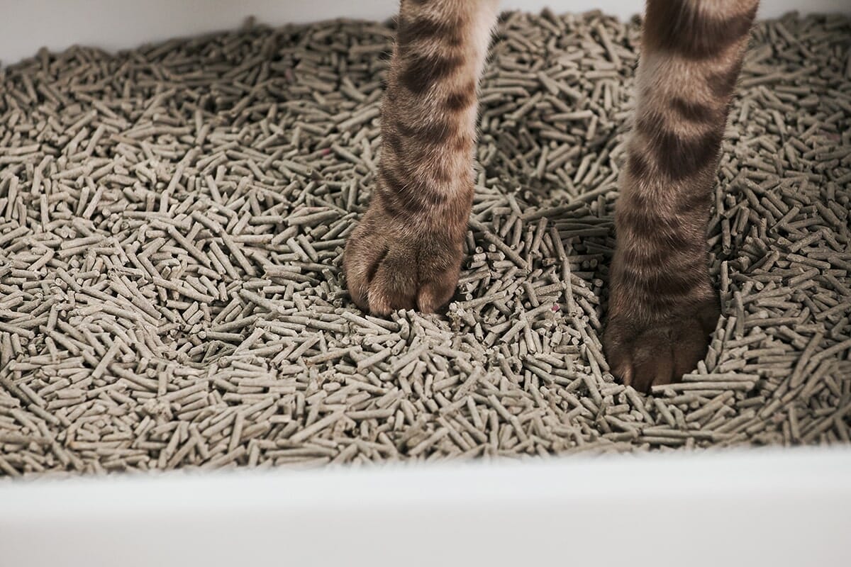 Cat feet standing in litter in tuft paw cat litter box cubby