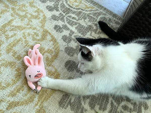 Jingle Rabbit- Cat Toy